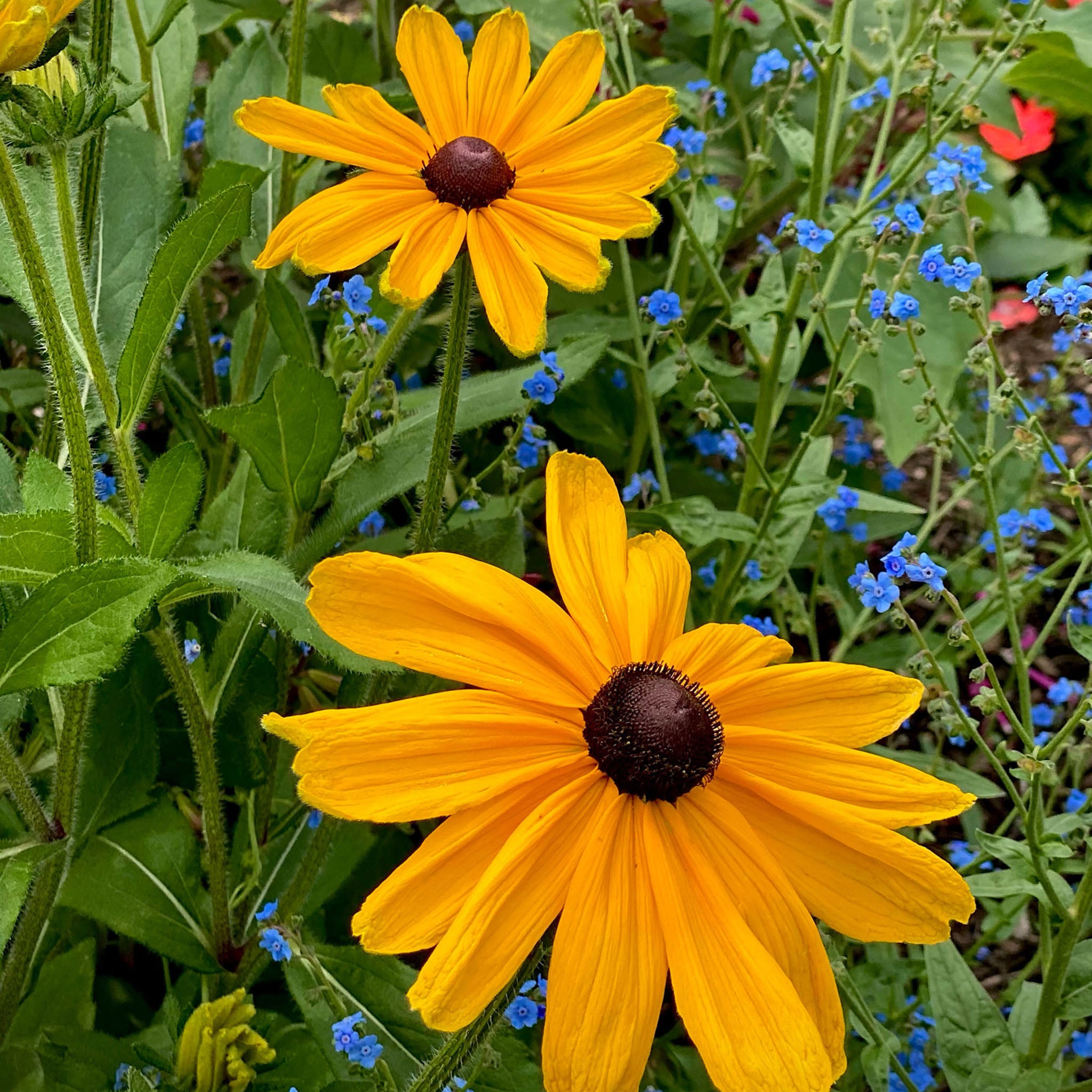 Pot of Gold Rudbeckia Bare Roots