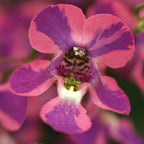 AngelMist Spreading Berry Sparkler Angelonia