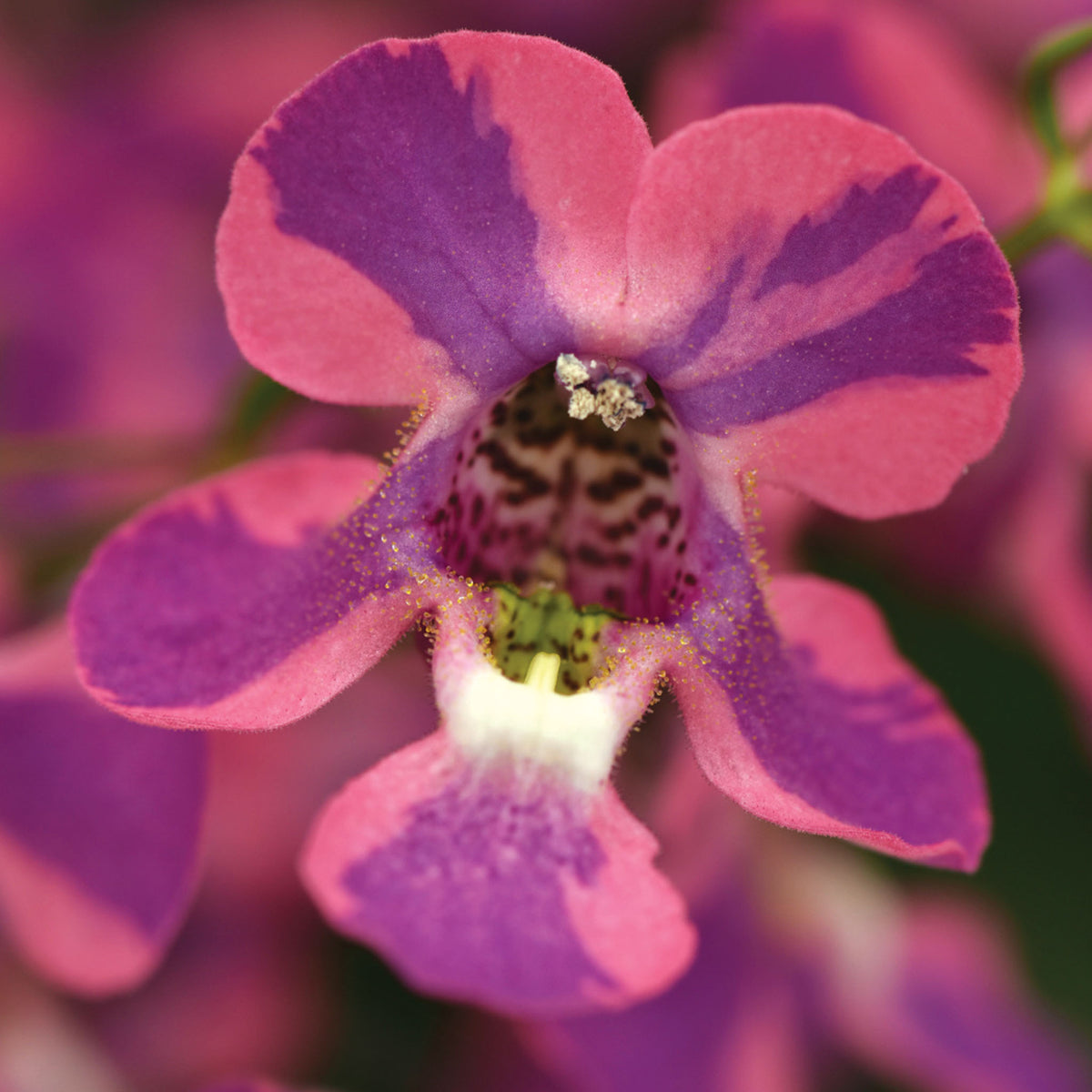 AngelMist Spreading Berry Sparkler Angelonia