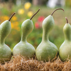 Ornamental Large Bottle Gourd