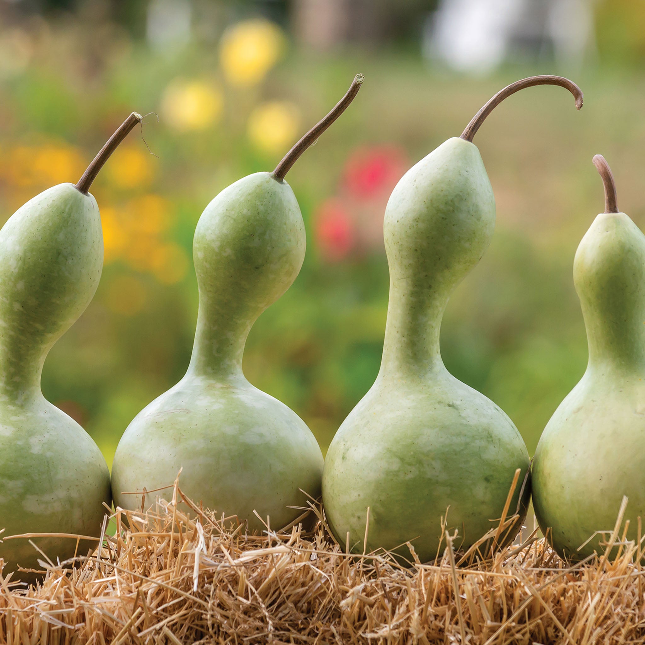 Ornamental Large Bottle Gourd