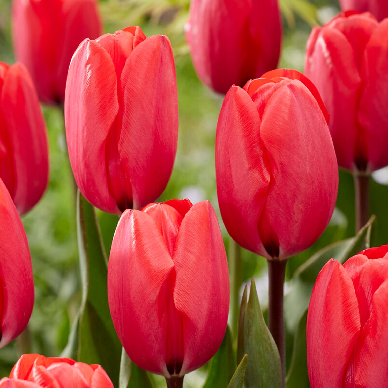 Tulip, Red Ranger