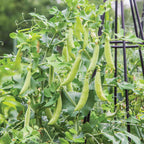 Shebang Pea