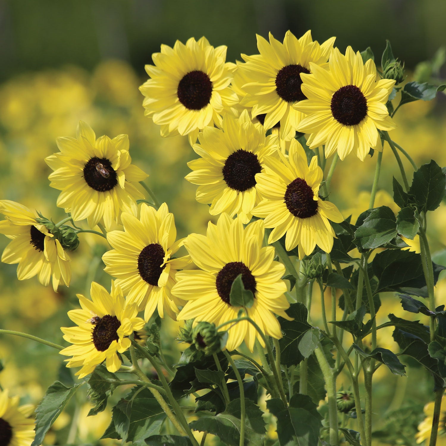 Soluna Lemon (Helianthus Debilis) Beach Sunflower