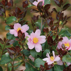 Just Chill Red Tip Camellia