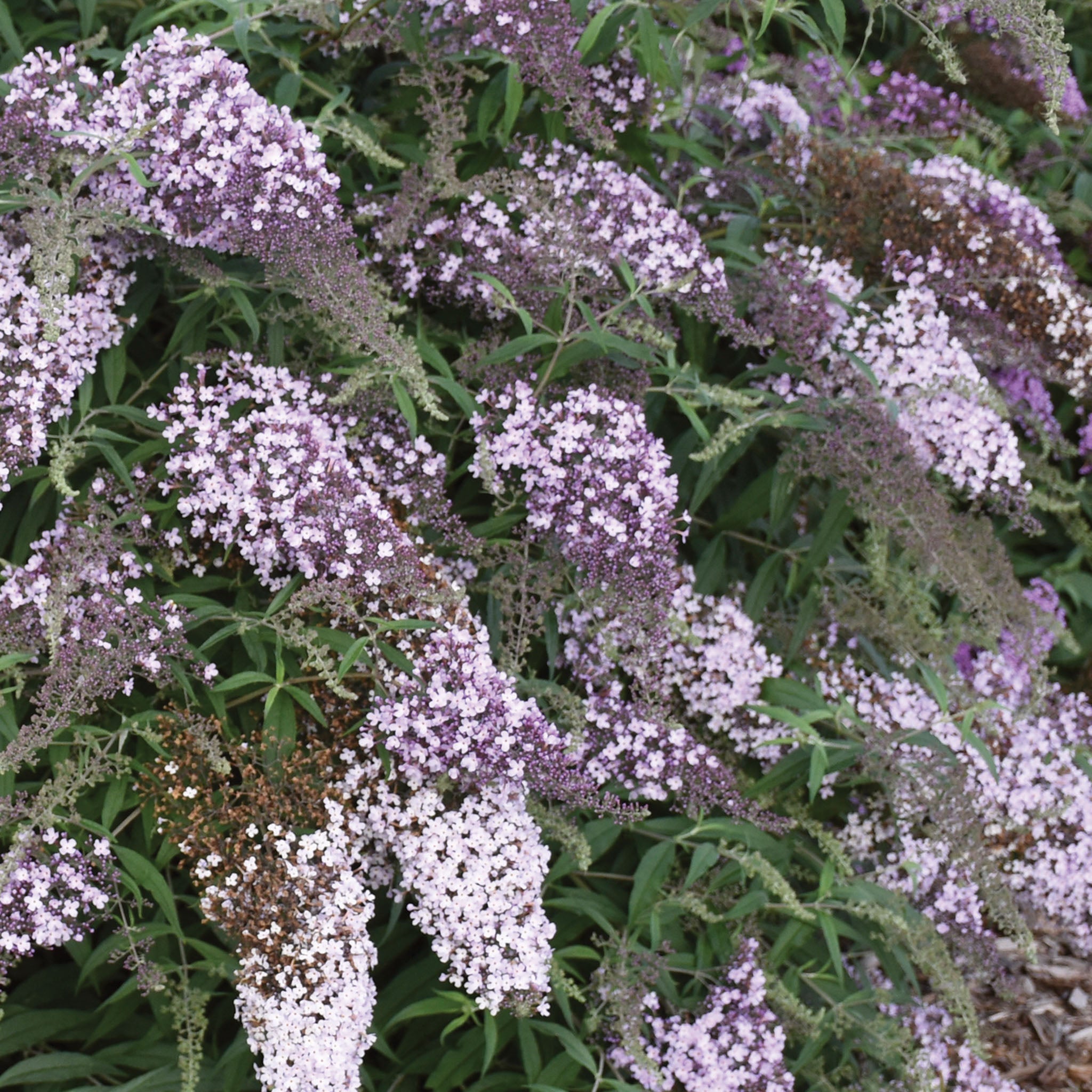 Lilac Cascade Buddleia