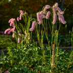 Pink Brushes Burnet Bare Root