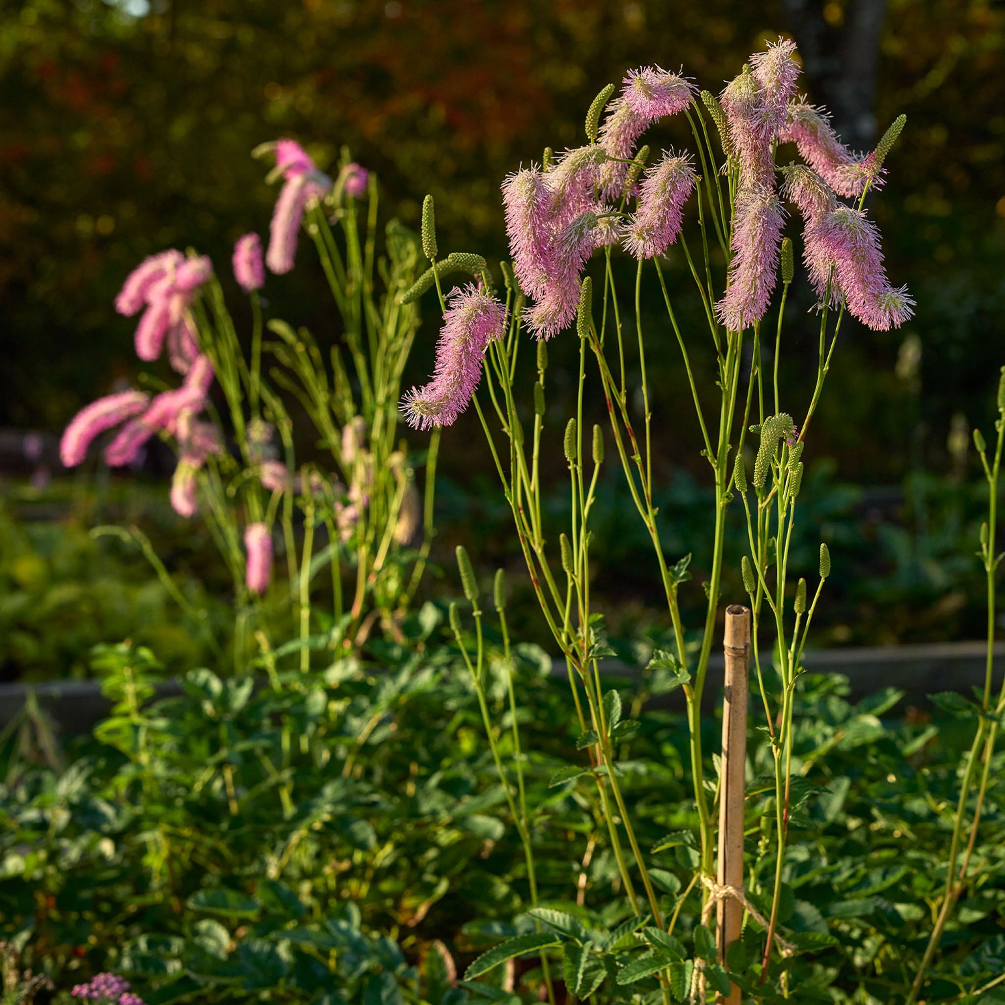 Pink Brushes Burnet Bare Root