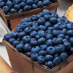 Bluecrop Blueberry