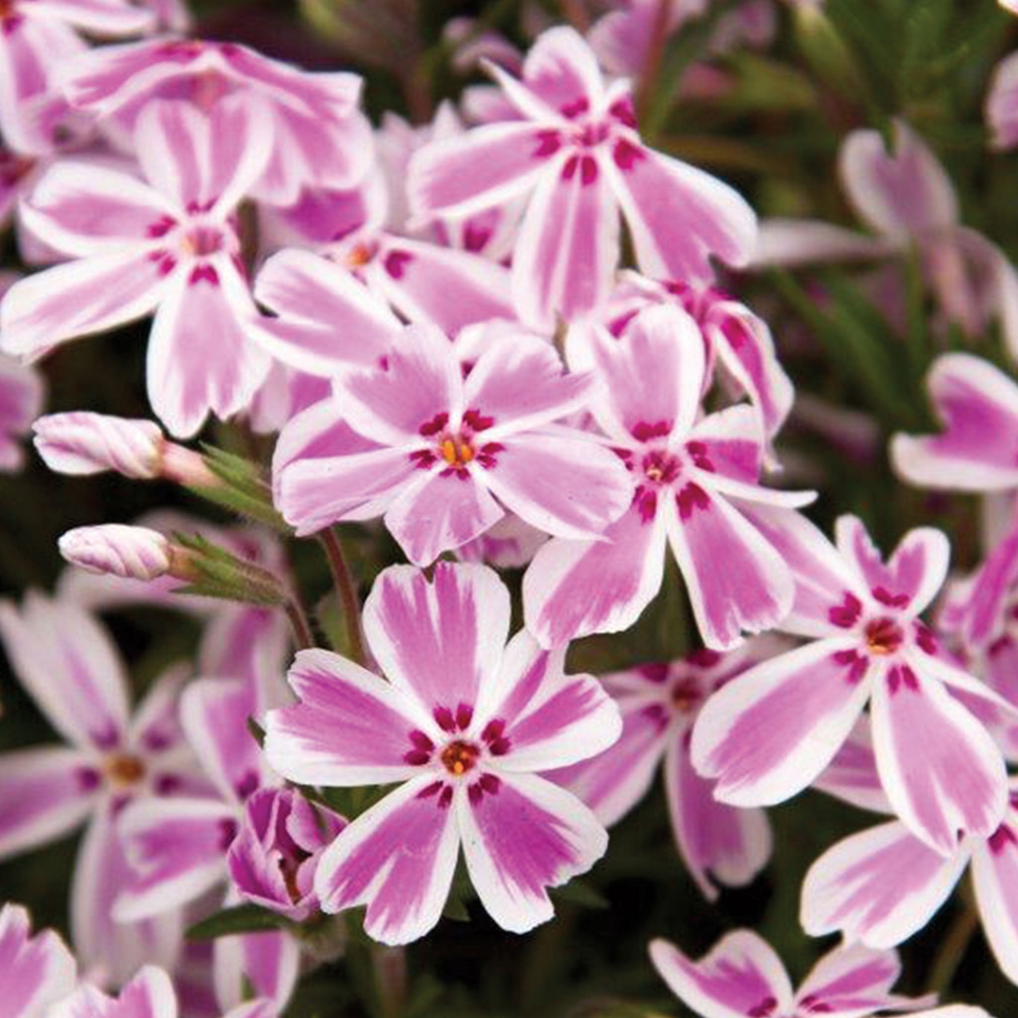 Candy Stripe Creeping Phlox