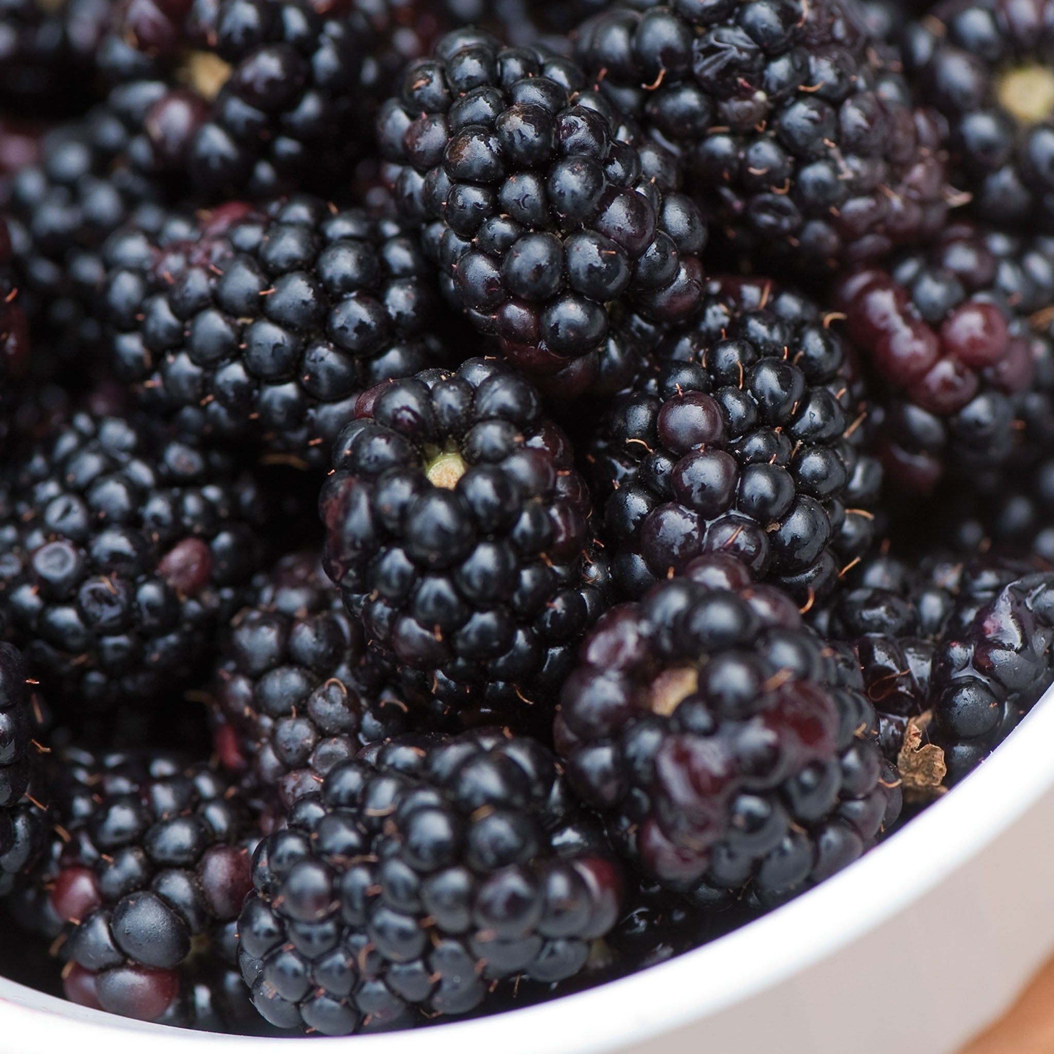 Triple Crown Blackberry
