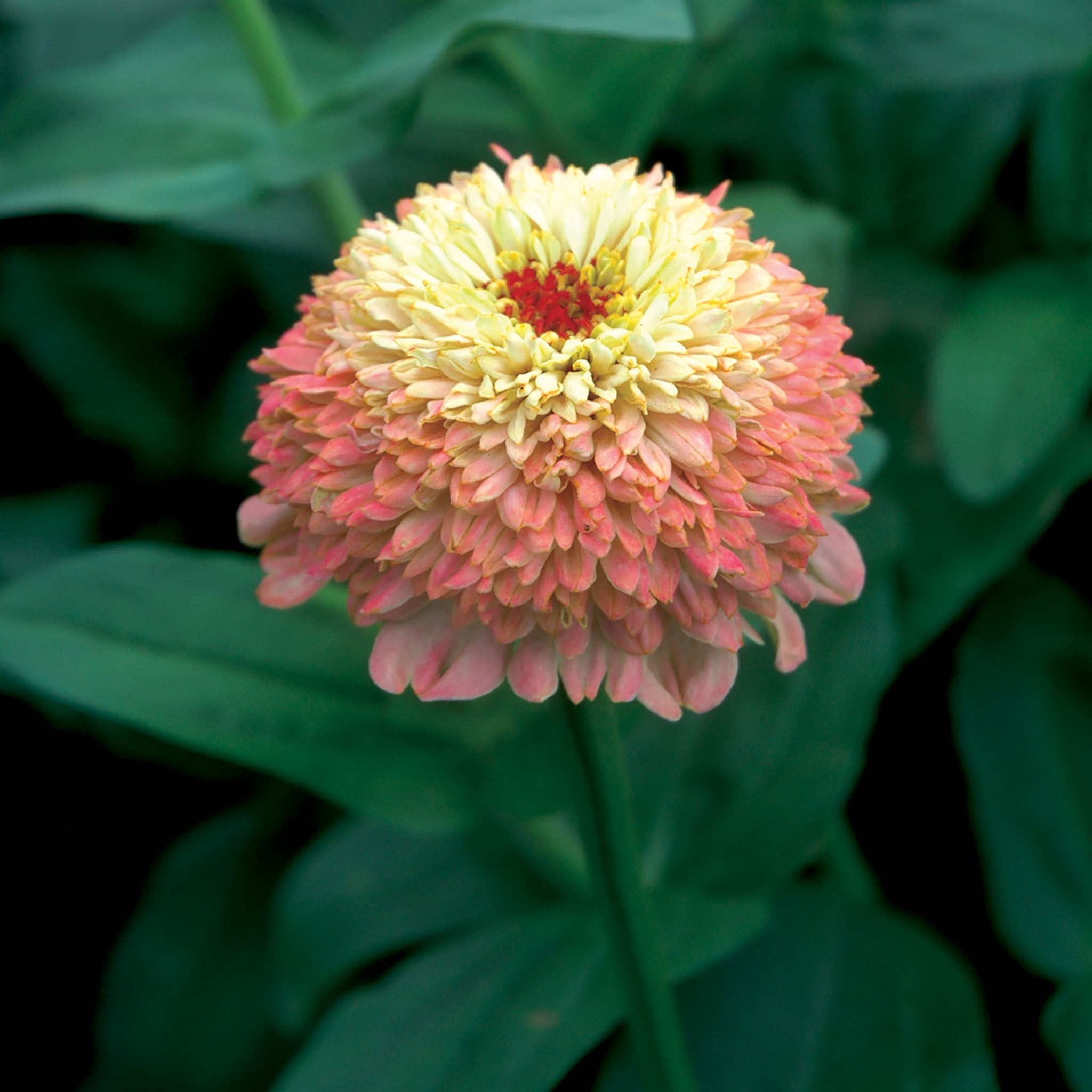 Zinderella Peach Zinnia