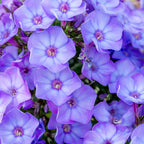 Olympus Phlox Bare Root