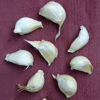 Italian Loiacono Garlic Bulbs