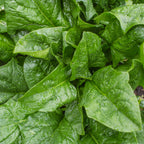 A La Carte Spinach