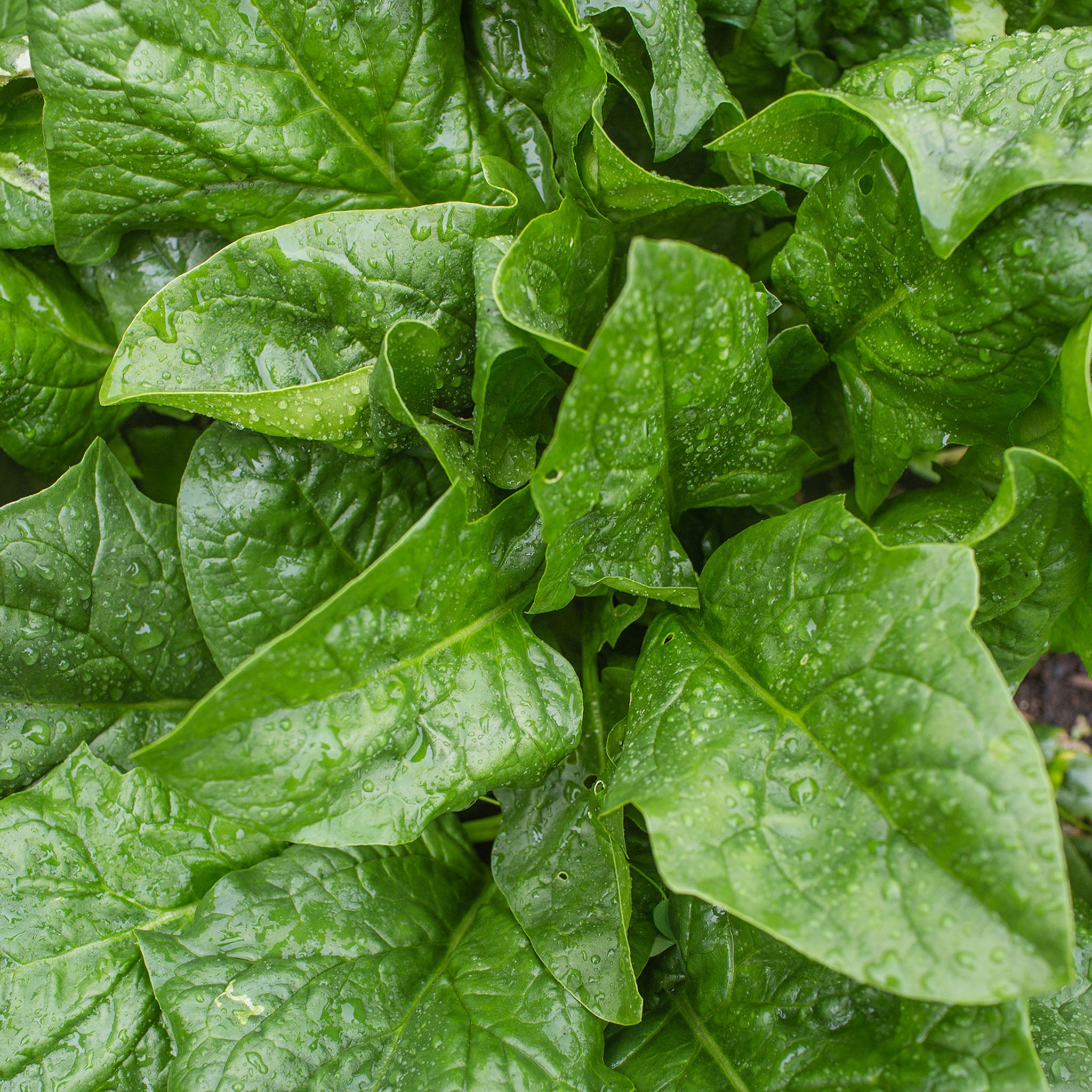 A La Carte Spinach
