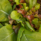 Sweet Salad Mix Mesclun
