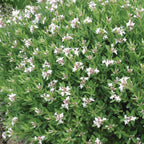 Eternal Fragrance Daphne