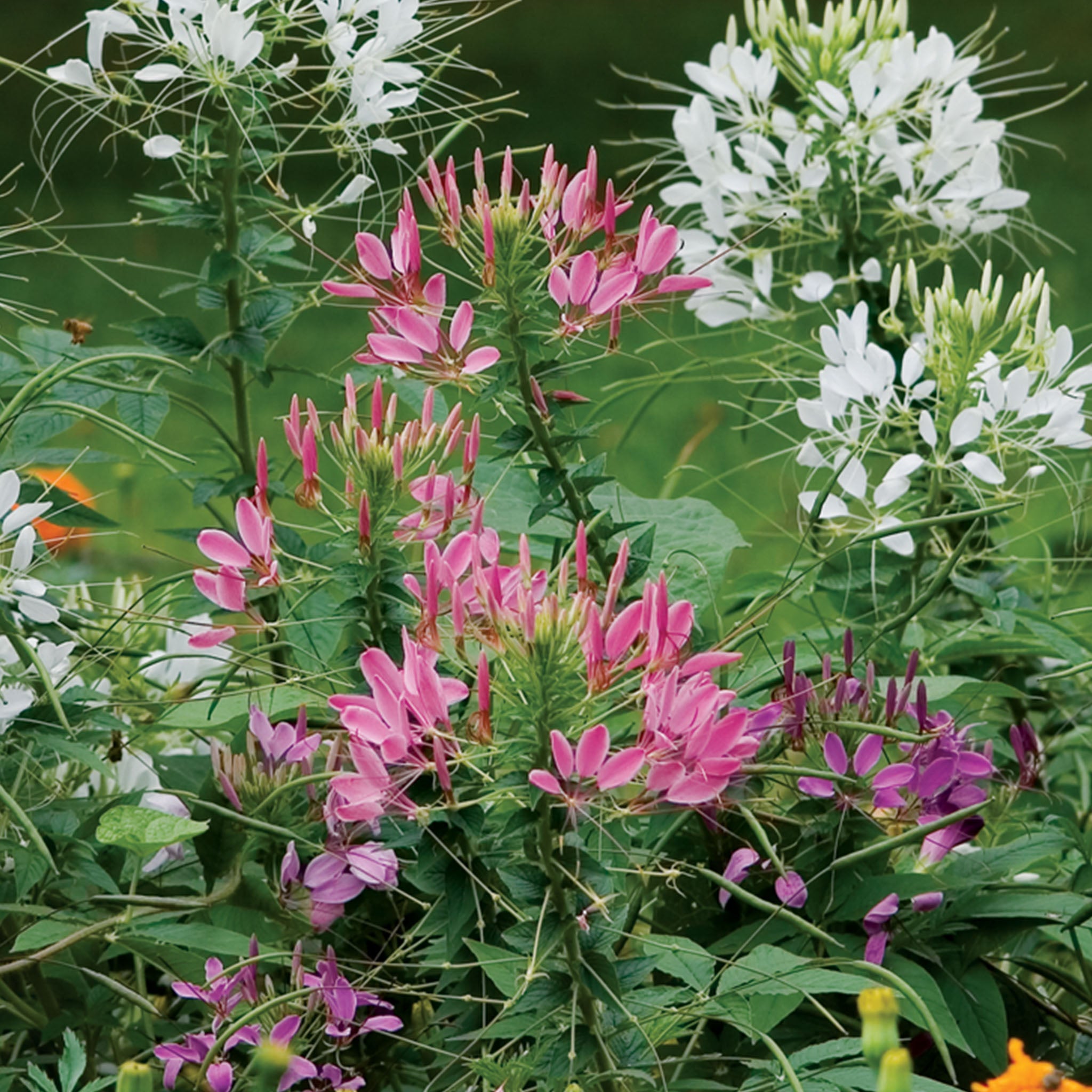 Queen Mixed Colors Cleome