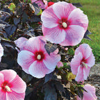 Starry Starry Night Hibiscus