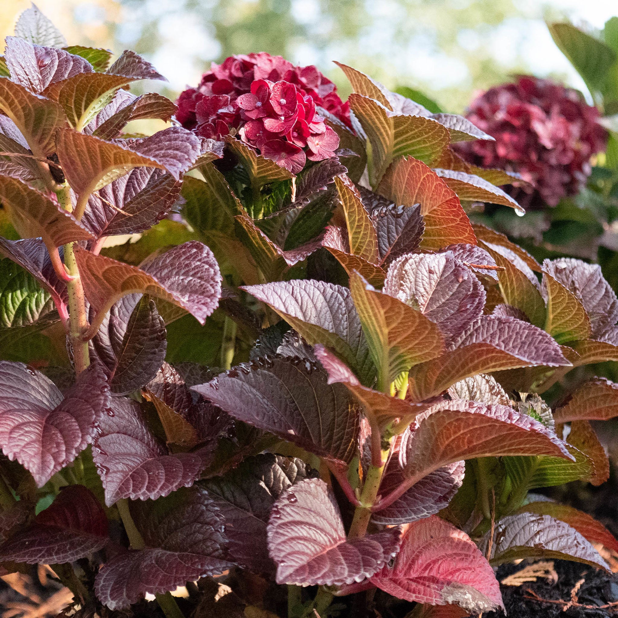 Cherry-Go-Round® Hydrangea