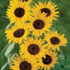 Del Sol Sunflower