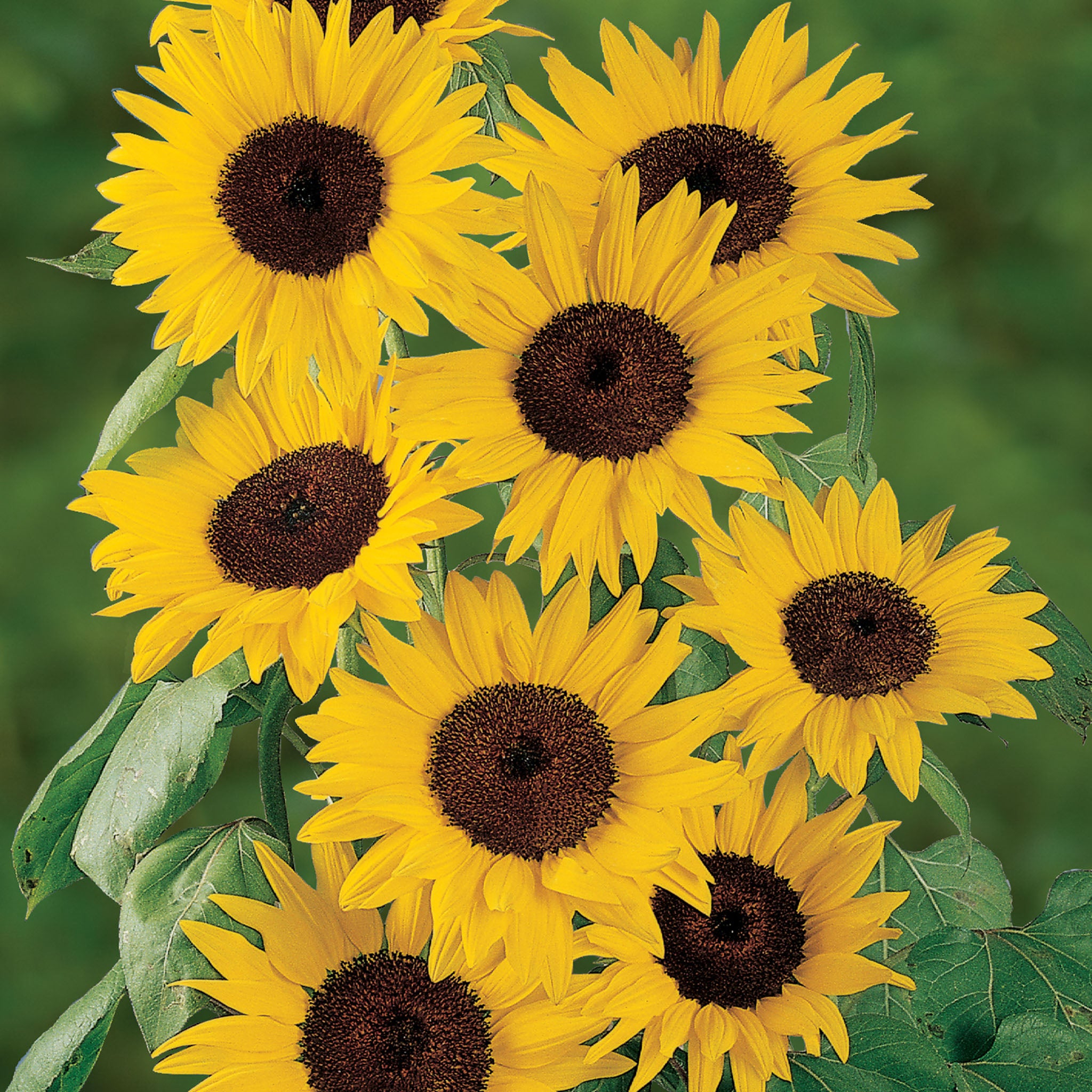 Del Sol Sunflower
