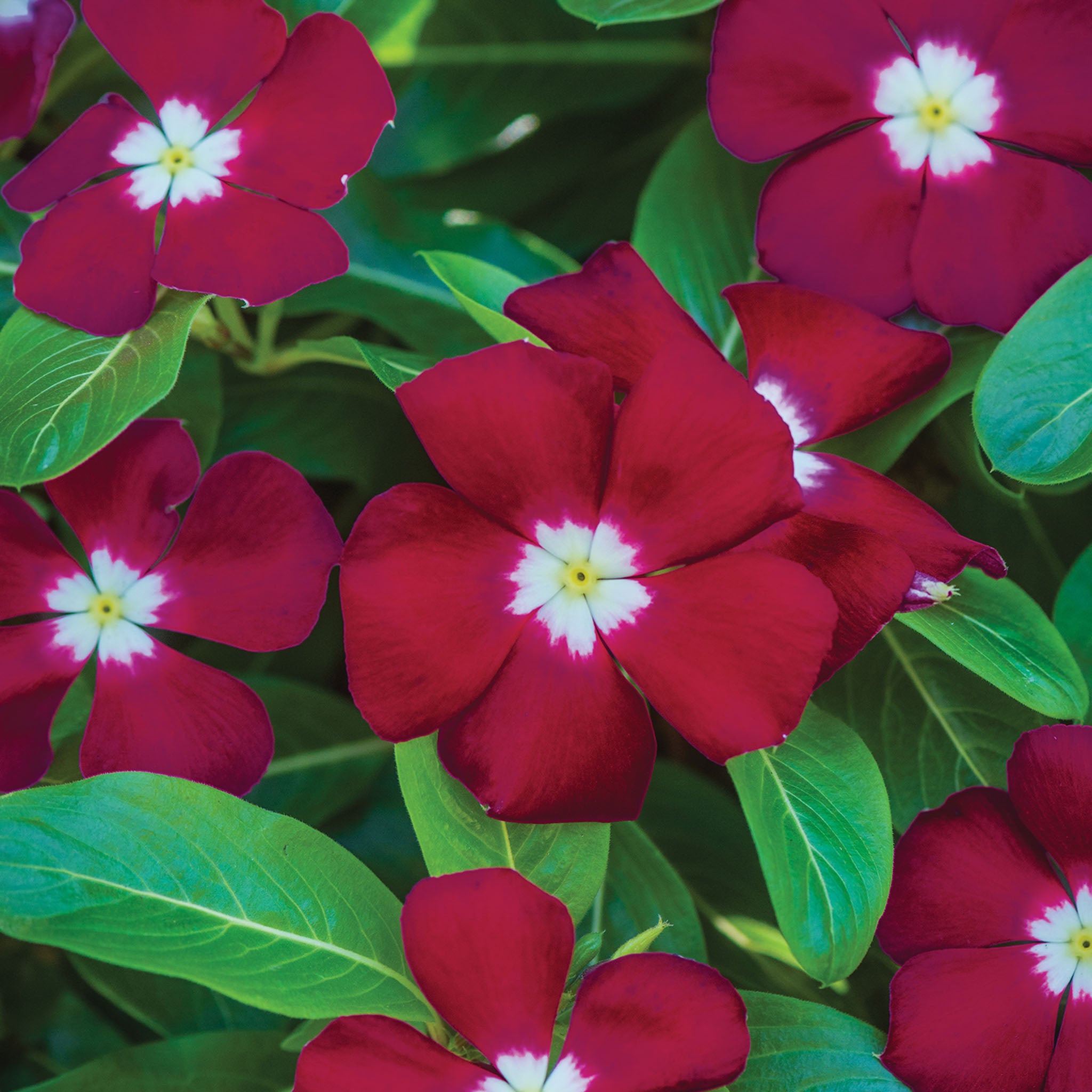 Trailing Burgundy Vinca
