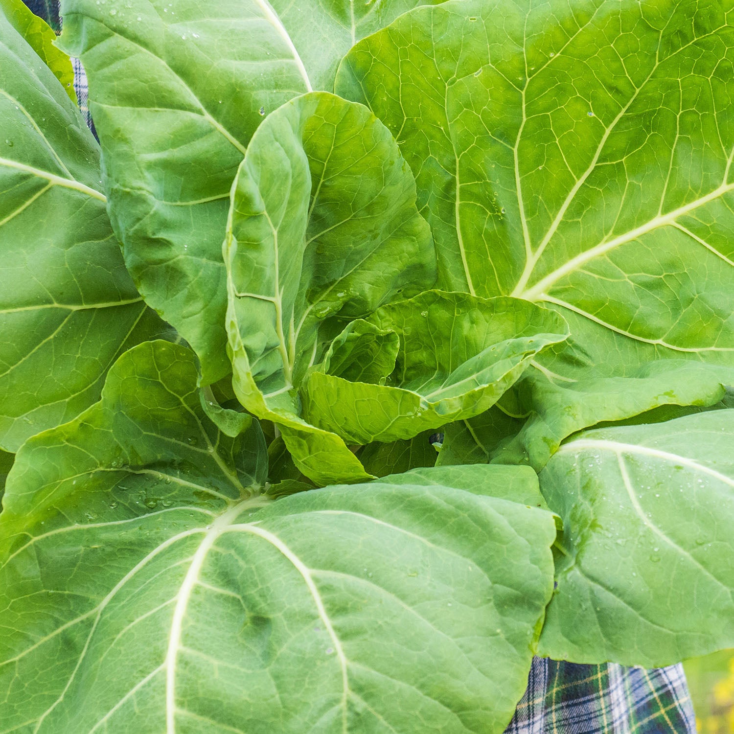 Portuguese Kale