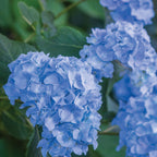 Nikko Blue Hydrangea