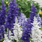 Cathedral™ Sky Blue Salvia