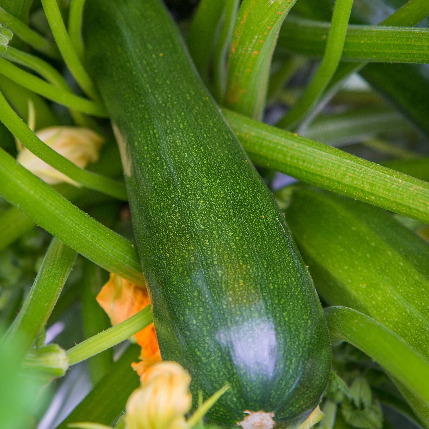 Sure Thing Summer Squash