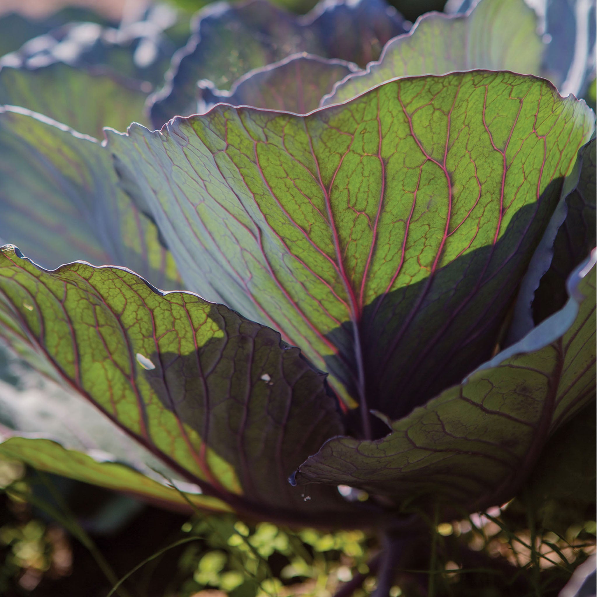Salad Delight Cabbage