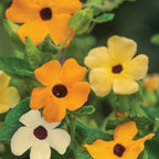 Thunbergia Alata Mixed Colors