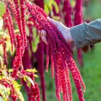 Love Lies Bleeding Amaranthus
