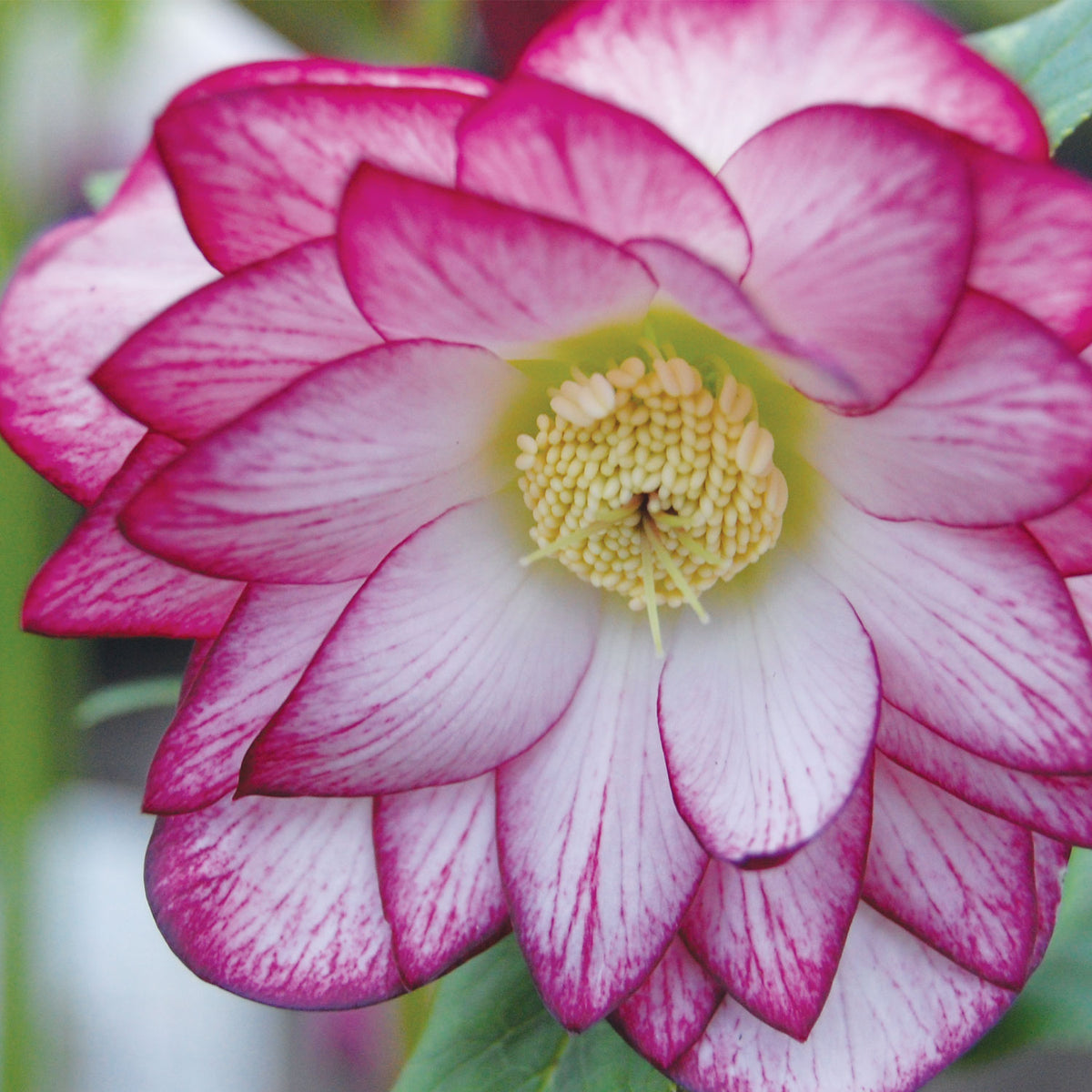Peppermint Ice Hellebore