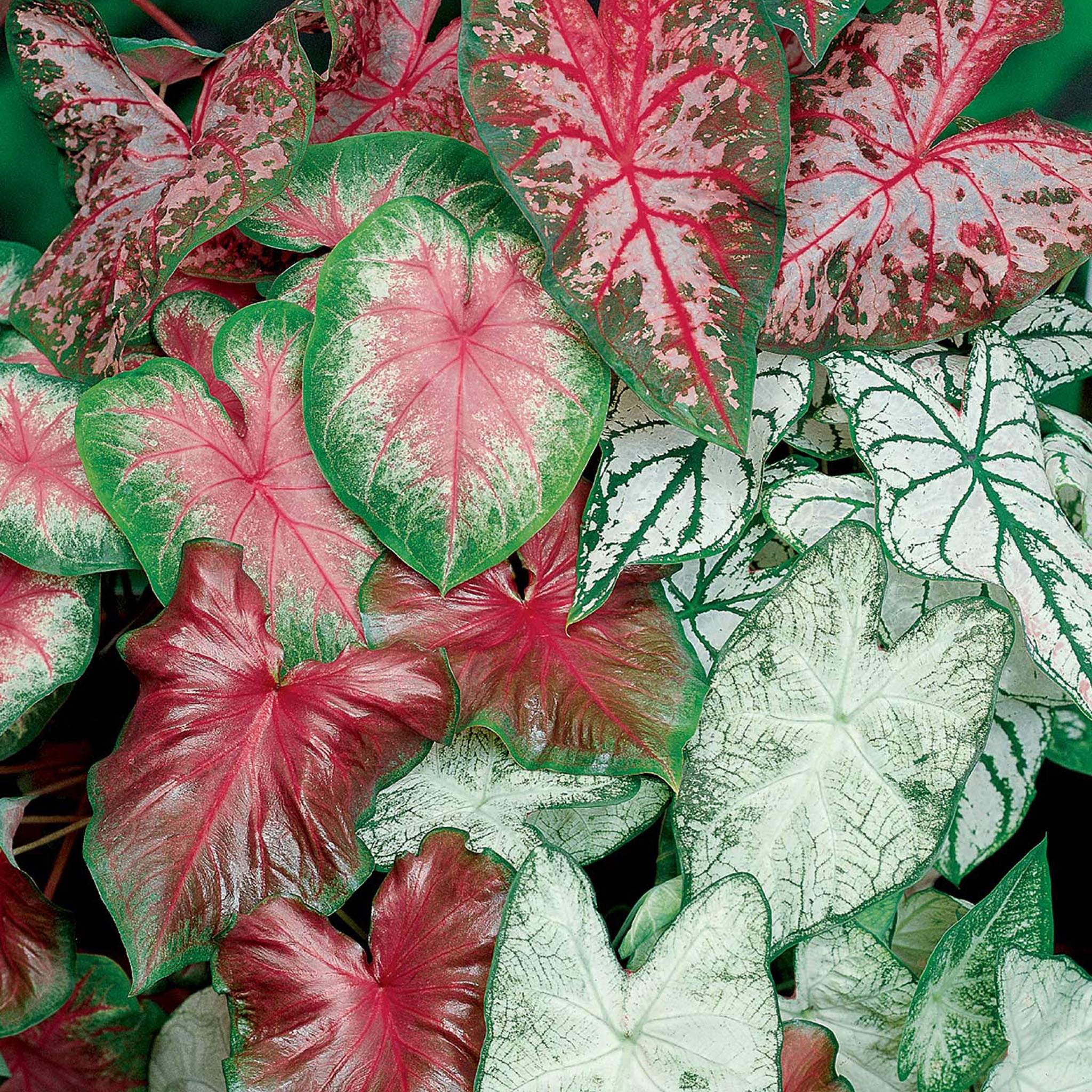 Tropical Mix Caladiums Bulbs
