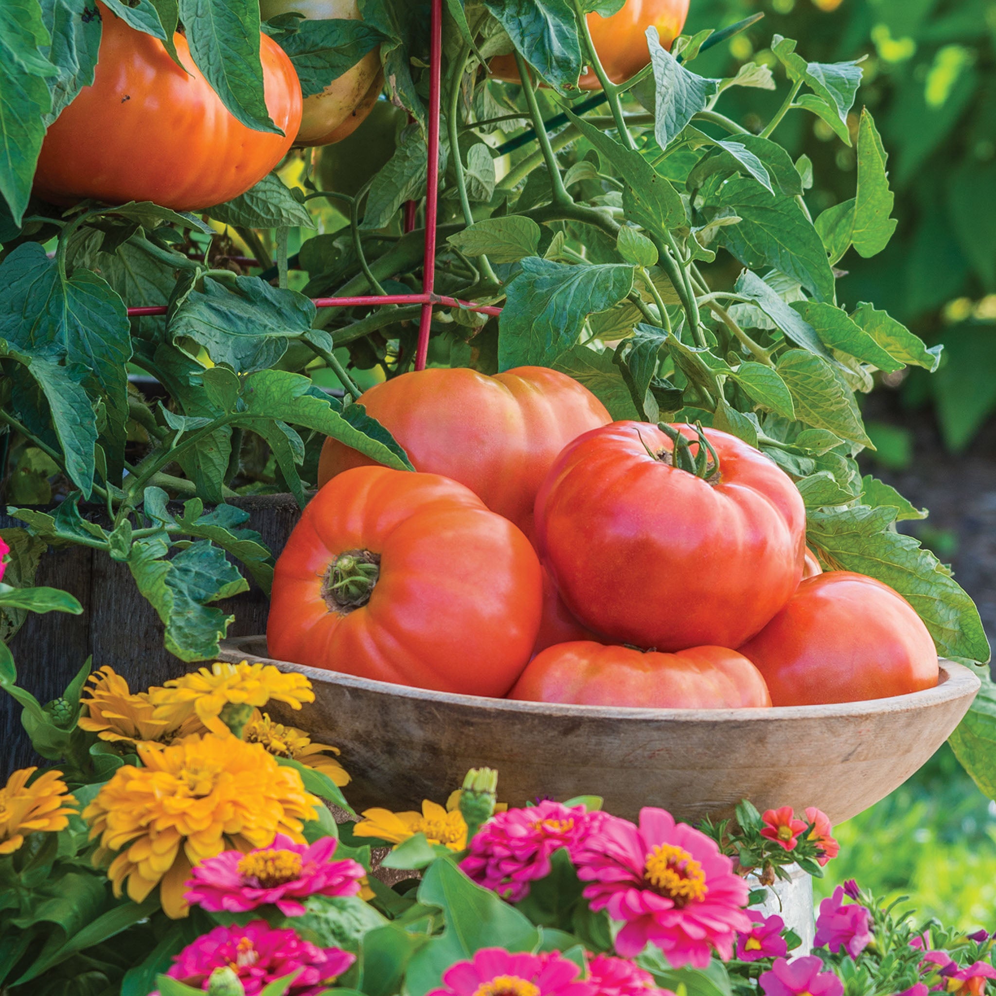 Atlas Tomato