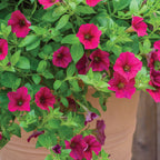 Wave® Carmine Velour Petunia