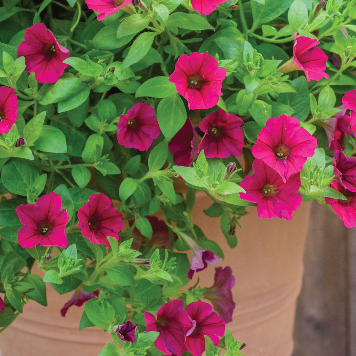 Wave® Carmine Velour Petunia