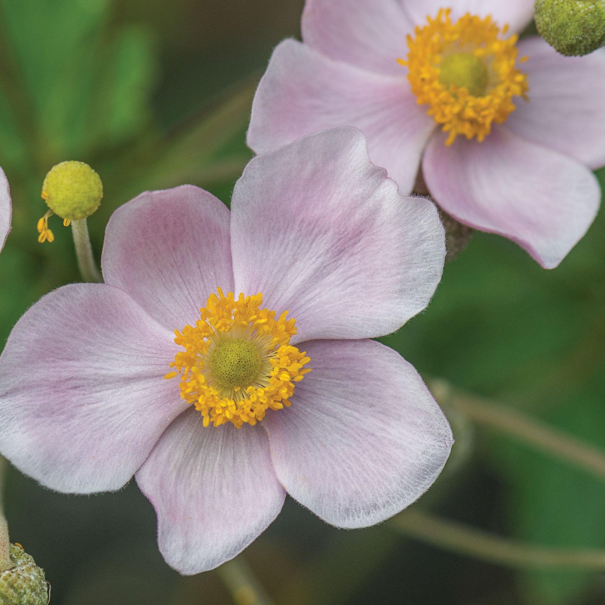 Leather and Lace Anemone Bare Root