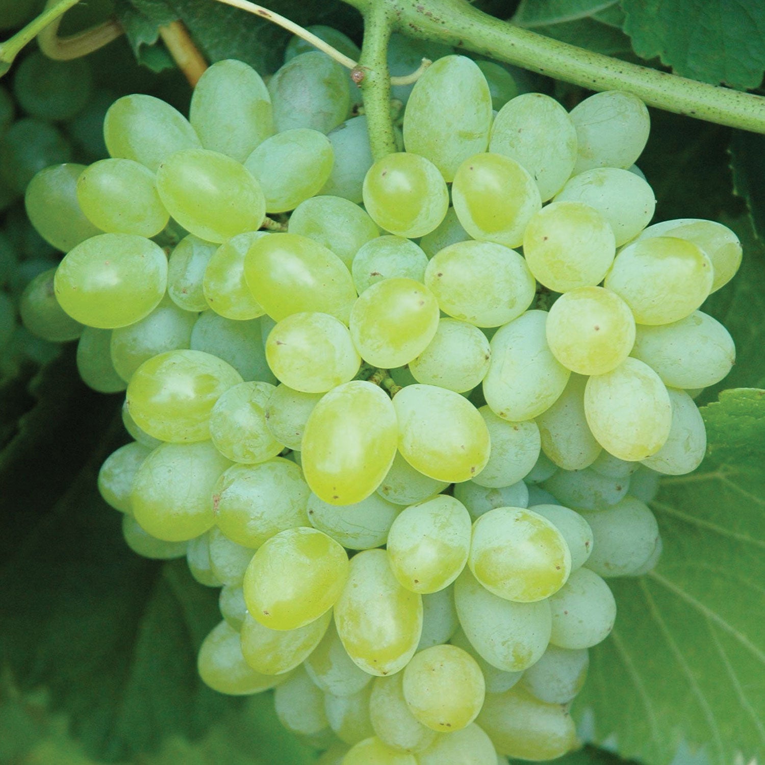 Hope Seedless Grape Bare Roots