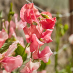 Incense Peach Shades Sweet Pea