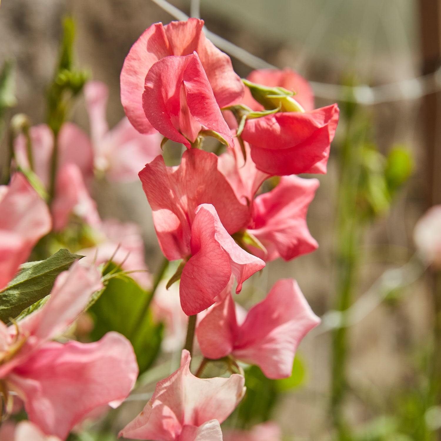 Incense Peach Shades Sweet Pea