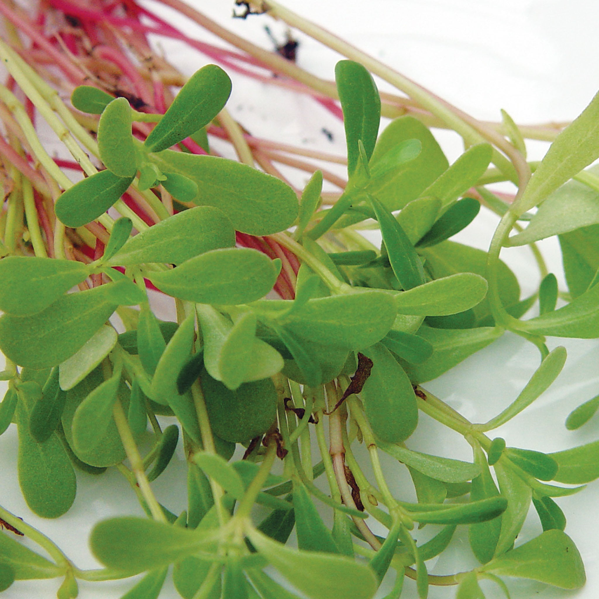Purslane Goldgelber Salad Greens