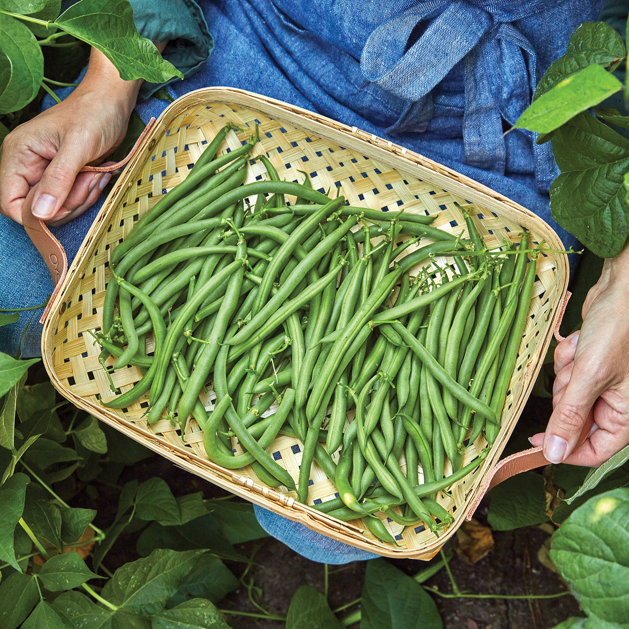 Desperado Bush Bean