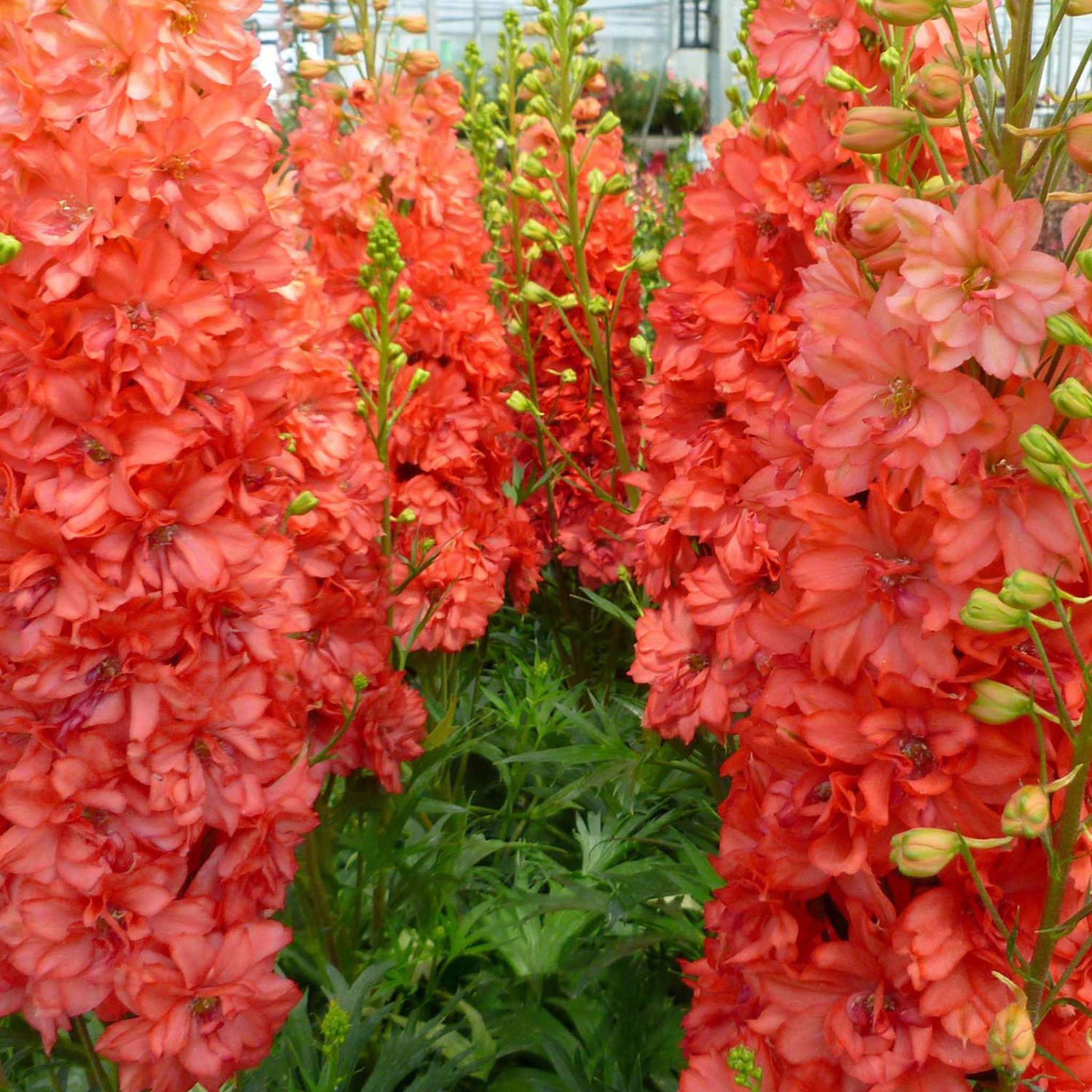 Red Lark Delphinium