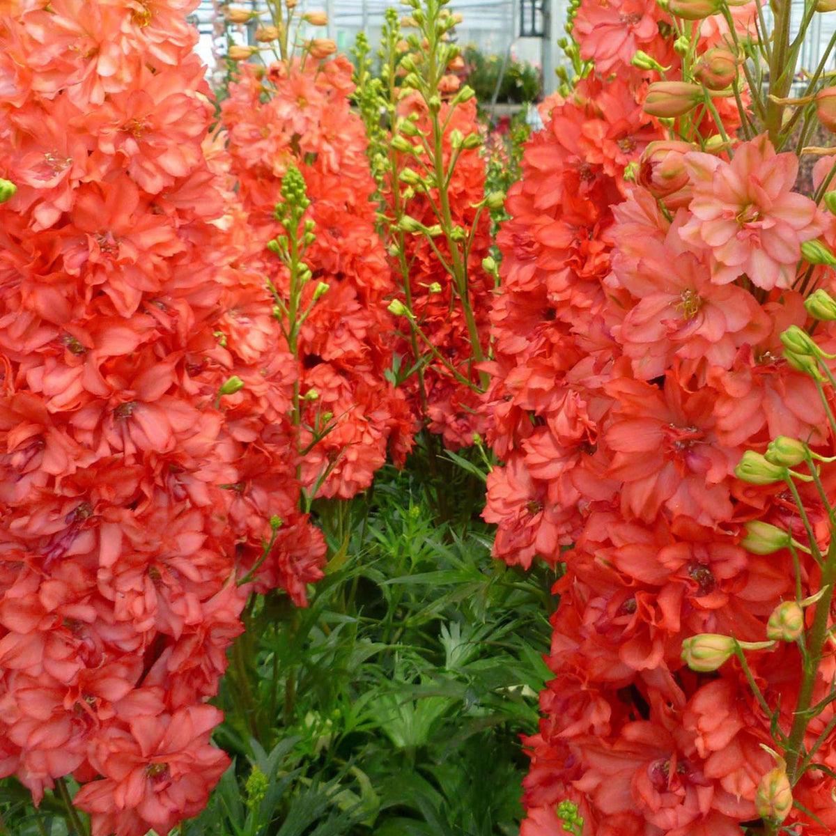 Red Lark Delphinium