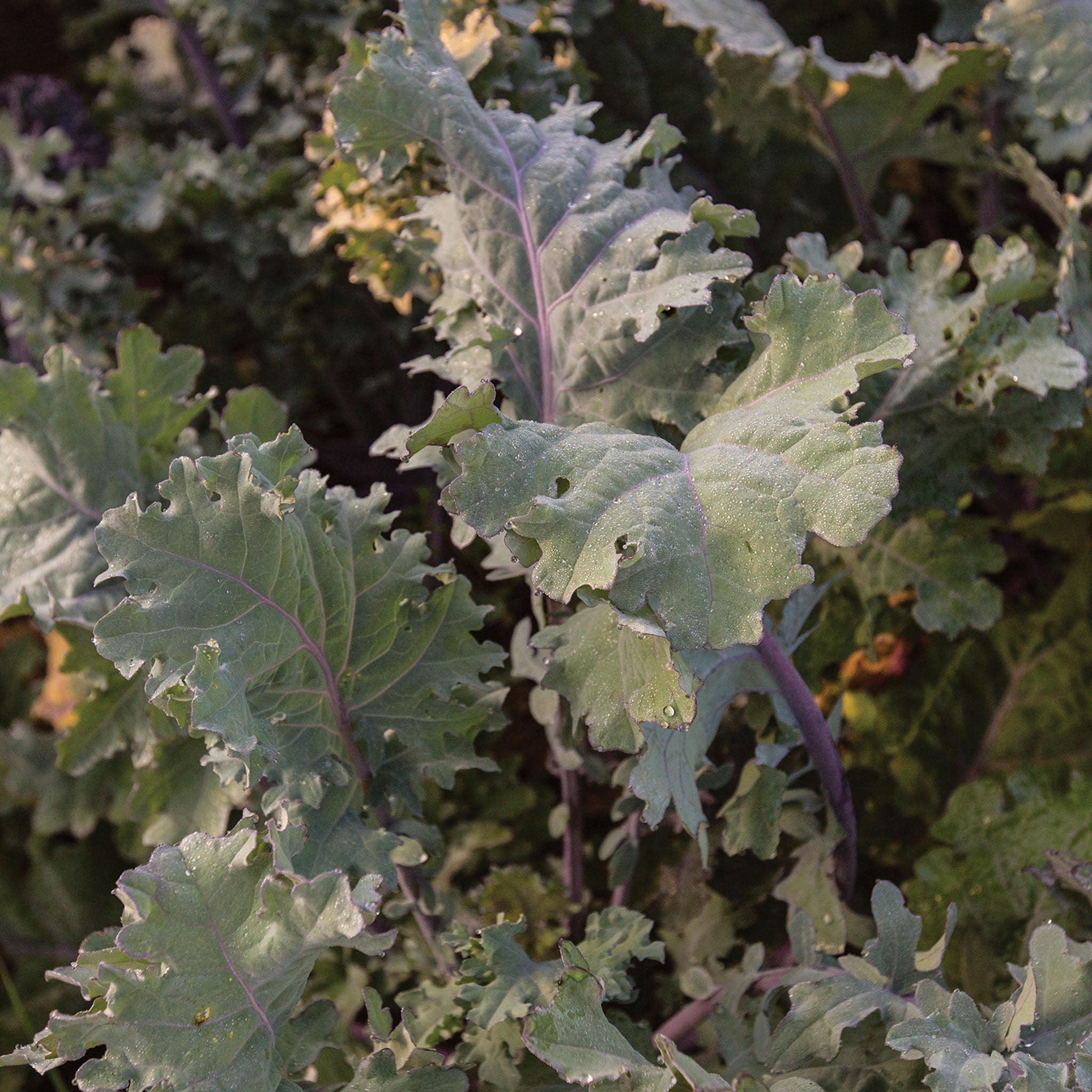 Ursa Kale