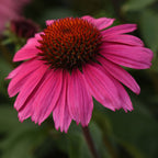 Sombrero Rosada Echinacea